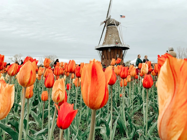 Амстердам и парк Кёкенхоф 🌷, 2 дня