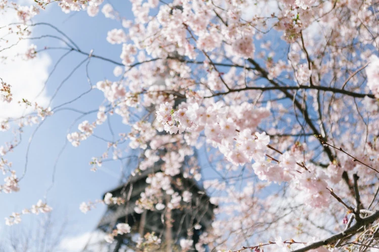 Весна в Париже 🌸