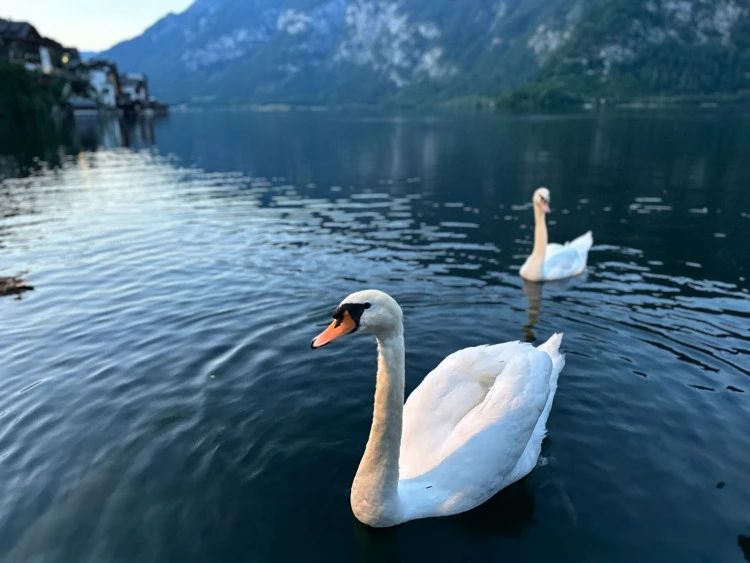 Alpejski Hallstatt 🦢