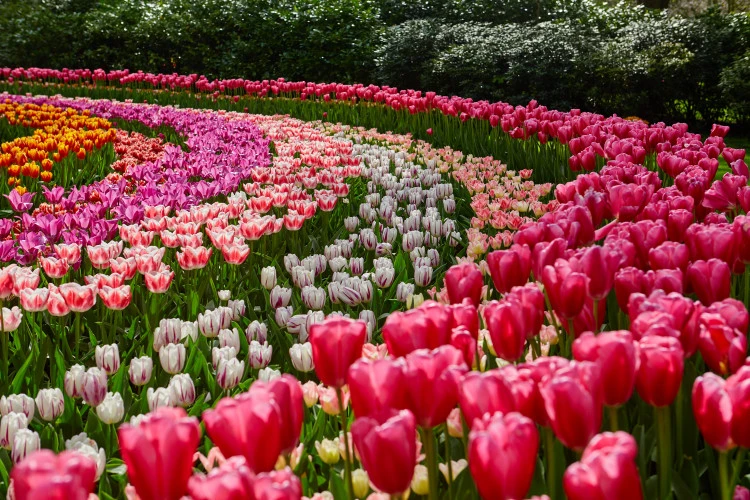 Амстердам и парк Кёкенхоф 🌷