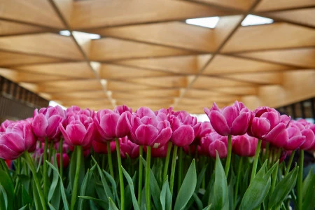 Амстердам и парк Кёкенхоф 🌷